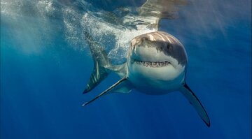 shark.jpg