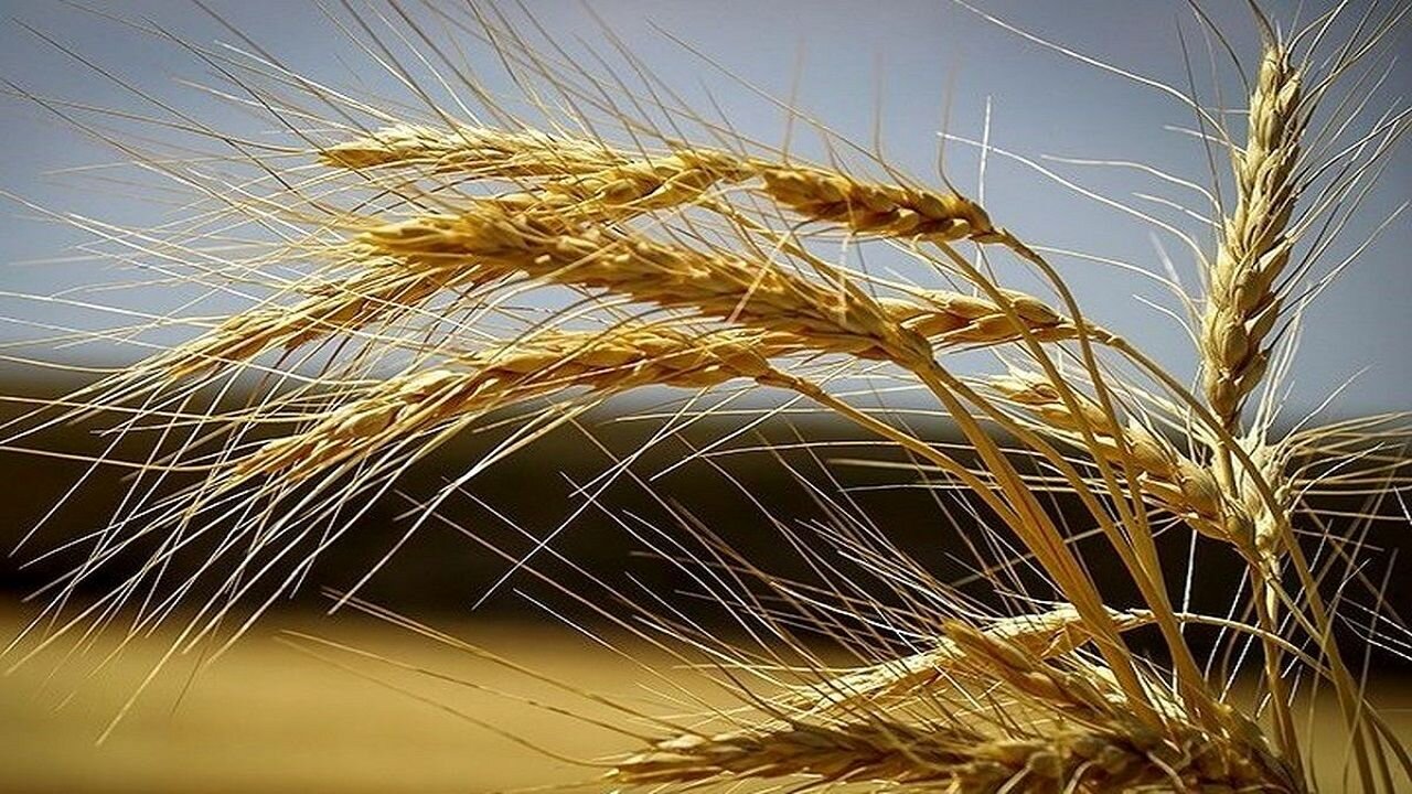 تخلیه ۷۰ هزار تُن گندم در بندر شهید رجایی - خبرگزاری مهر | اخبار ایران و جهان